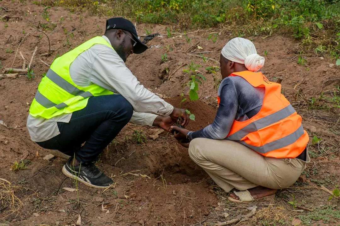 Plantation d'arbre