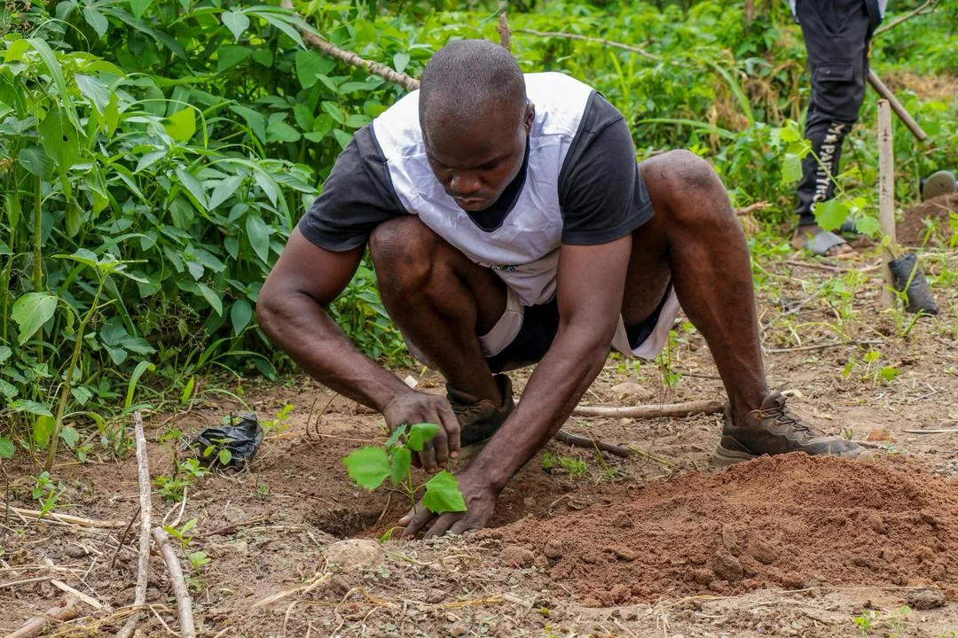 Jeune arbre planté